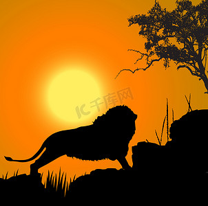 狮子、野生动物、太阳背景的剪影视图