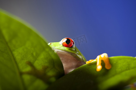 绿色小青蛙摄影照片_多彩背景上的异国青蛙