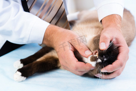 兽医检查猫的健康状况