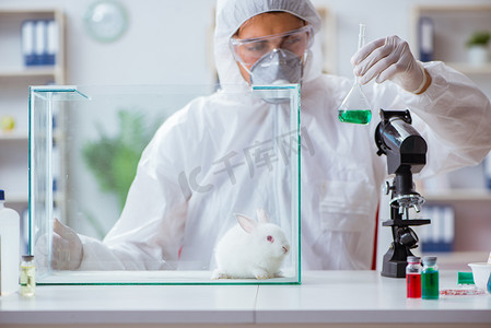 科学家在实验室用兔子做动物实验