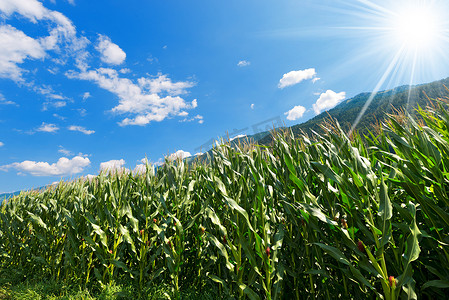 山上的绿色玉米田 - 意大利特伦蒂诺