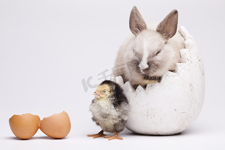 兔子出生摄影照片_兔子和小鸡，春天多彩明亮的主题