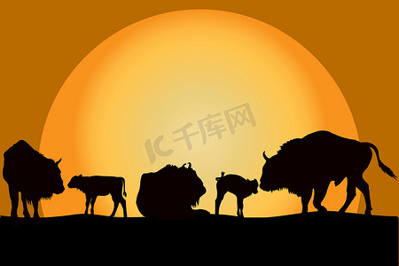 日落时的野牛家族