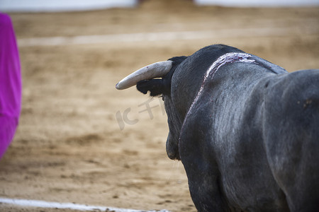 在西班牙斗牛中捕获一头勇敢的公牛的形象