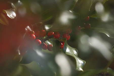 青红色的水果摄影照片_西班牙自然环境中的野生冬青