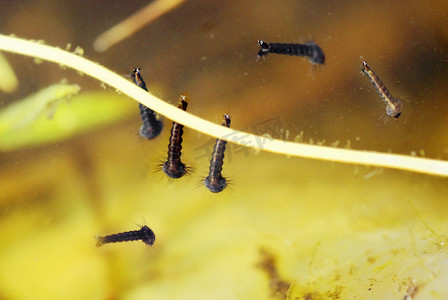 萤火虫幼虫摄影照片_池塘水下的蚊子幼虫