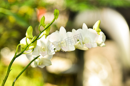 花头摄影照片_白兰花盛开