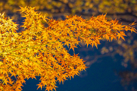 日本花园的秋叶形象