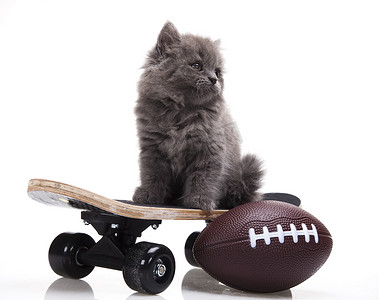 滑板，小灰猫，可爱宠物多彩主题