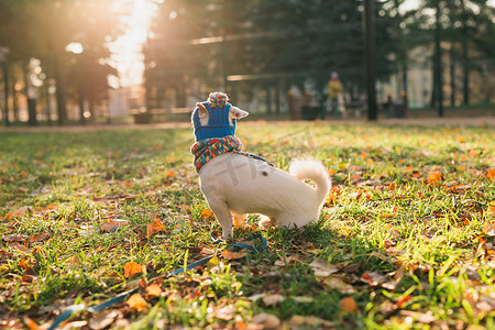 可爱的杰克罗素狗戴着帽子和围巾在秋季公园复制空间和空白处行走的后视肖像。