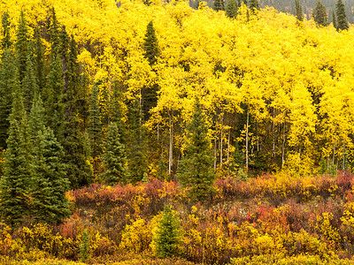 加拿大育空地区的金黄色秋季北方森林