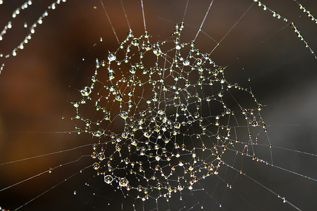 蜘蛛网覆盖着闪闪发光的露珠