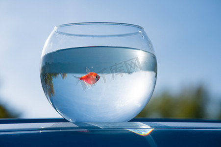 一条金鱼在蓝色天空映衬下的圆形水族箱中游泳。