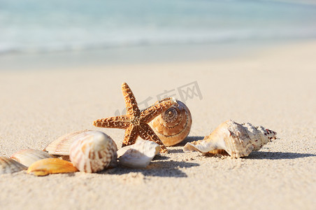 玛雅人摄影照片_海滩上的海星