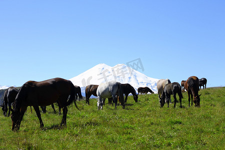 夏秋摄影照片_夏秋高加索草甸上的马