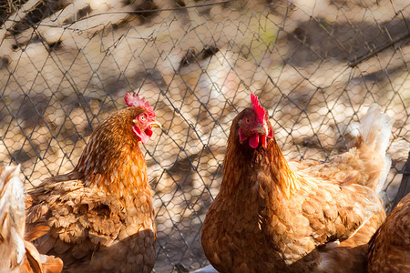 锦鸡摄影照片_背景不集中的鸡舍中的一群什锦鸡