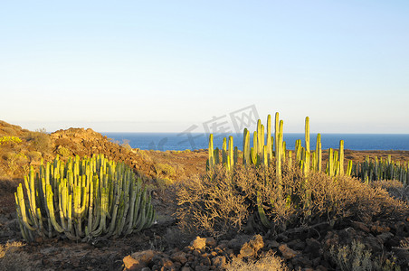 仙人掌png摄影照片_干燥沙漠上的多肉植物仙人掌