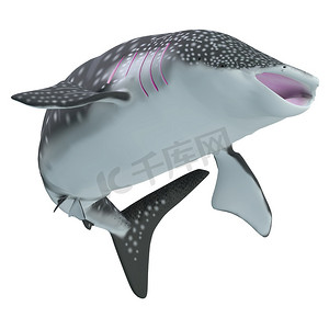 鲸鲨身体