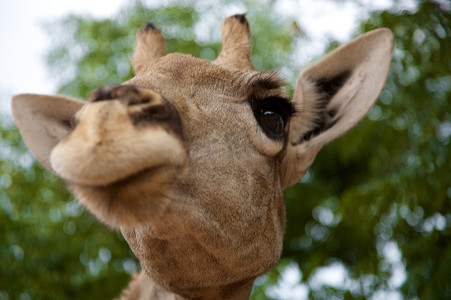 沙漠漫画摄影照片_长颈鹿的头在纳米比亚