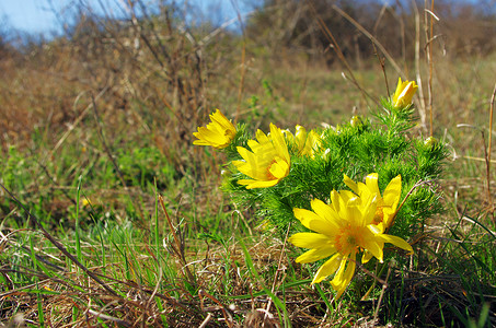 自然生长的野生黄阿多尼斯，花卉自然背景