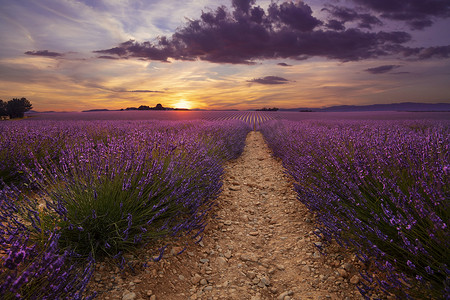 日落时普罗旺斯的紫色薰衣草田