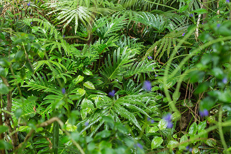 热带森林中的绿色蕨类植物