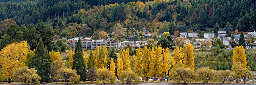 新西兰城市秋天的黄杨树