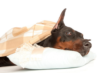一条毯子下病得很重的狗，被白色隔离