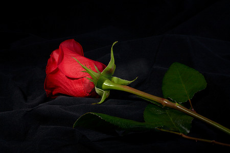 聚光灯下的红玫瑰花
