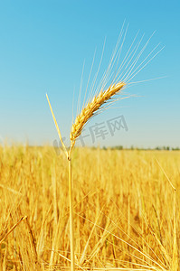 在领域和蓝天的金黄麦穗作为背景