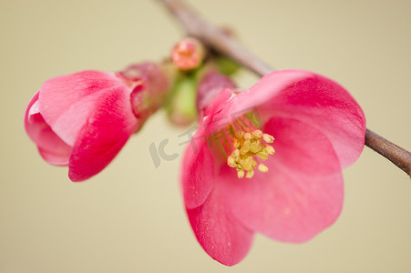 樱花树花