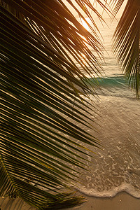 日落时带棕榈叶的热带海滩的美丽景色