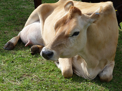 奶牛休息摄影照片_牛在草地上休息