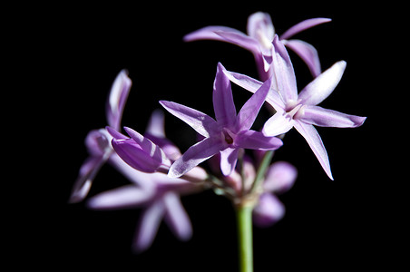 Tulbaghia violacea Cap-Liliy