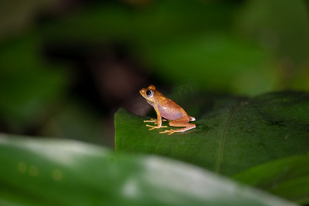 坐在叶子上的青蛙摄影照片_一只小橙色青蛙坐在一片叶子上