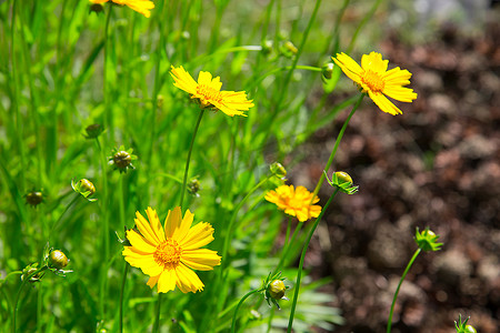 夏天，花园里开满了鲜黄色的多罗尼克花。质地或背景