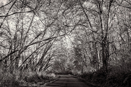 绿树成荫的道路, 黑白, 风景