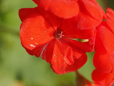 天竺葵植物 (Geraniales) 红色的花