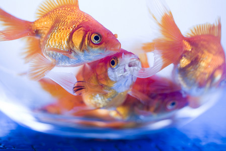 水族馆里的金鱼用水