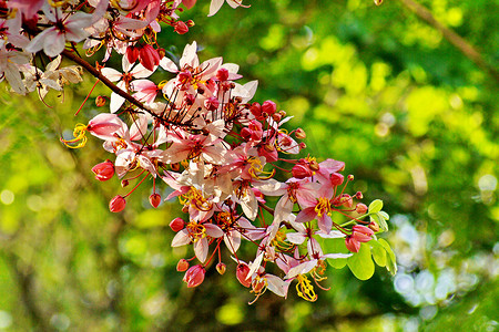 决明子 Bakeriana Craib 花