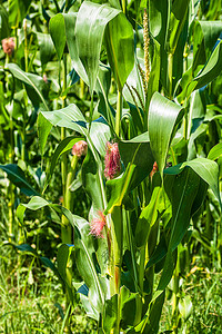 收一收摄影照片_阳光照耀着一片生长的绿色玉米田，农田上绿色玉米的细节。