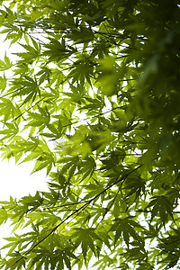 主题绿摄影照片_日本绿枫叶，东方生动的主题