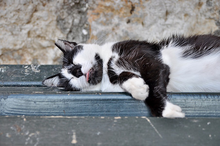 躺在长凳上的流浪猫