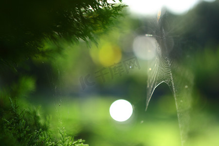 绿色背景树上的蜘蛛网