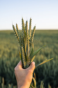 年轻的小麦穗状花序在农民手中，背景是农村景观。