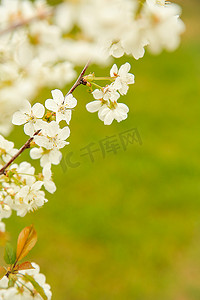 五月的春天，苹果树的树枝上开出了白色的小花