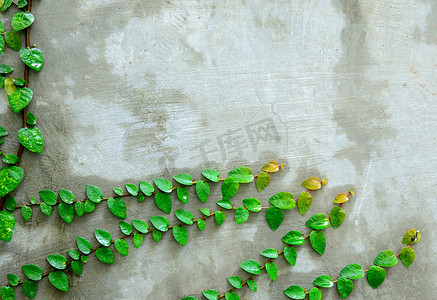 爬山虎背景墙摄影照片_背景墙上的绿色爬行植物。