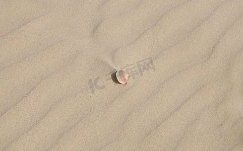具有对角线图案的浅砂质地上的小海壳