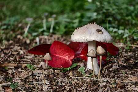 小野六花摄影照片_森林里的小野蘑菇