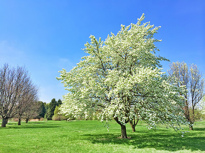 春天花园里的白花树